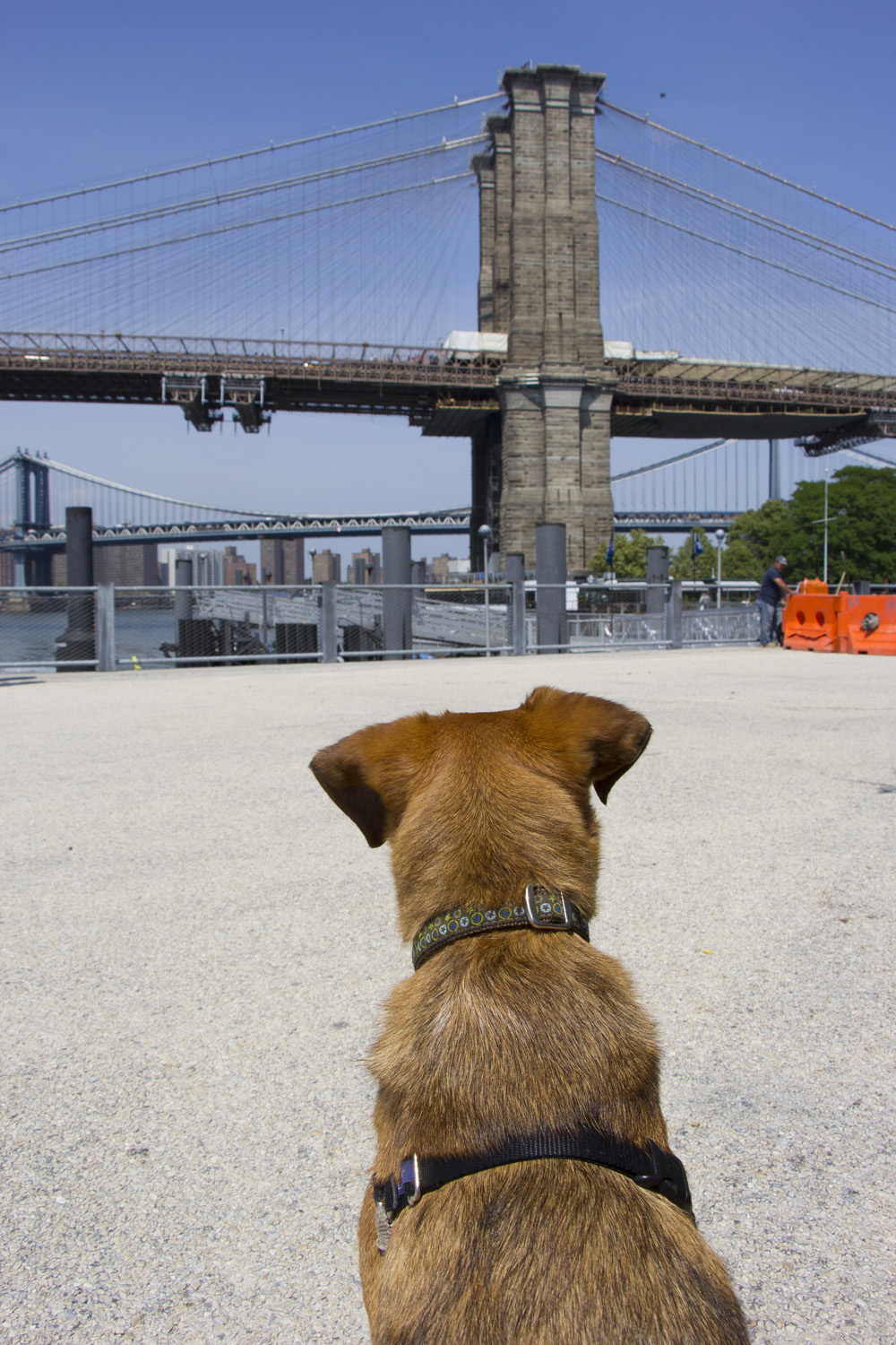 Bodie and the Brooklyn Bridge