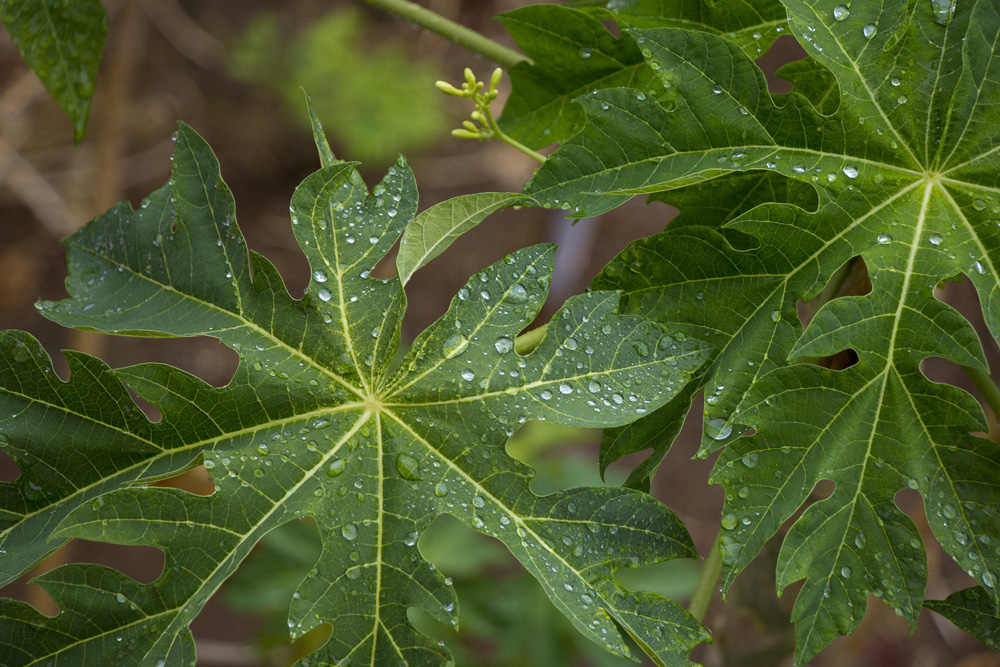 Capture the Color 2013: Green | Papaya leaf, Nicaragua