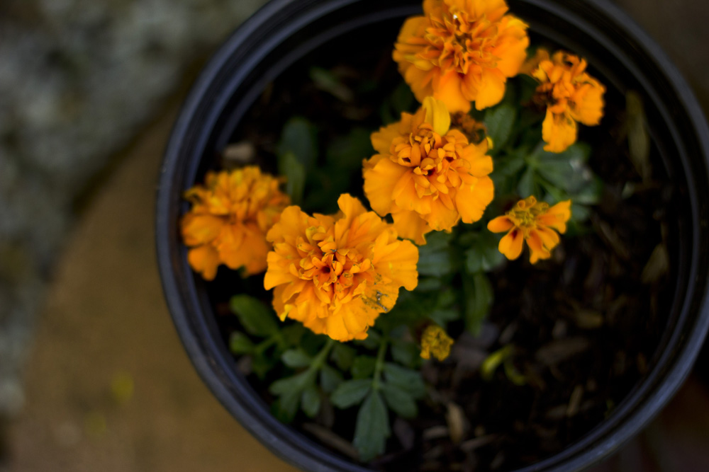 Marigolds | Brooklyn, New York