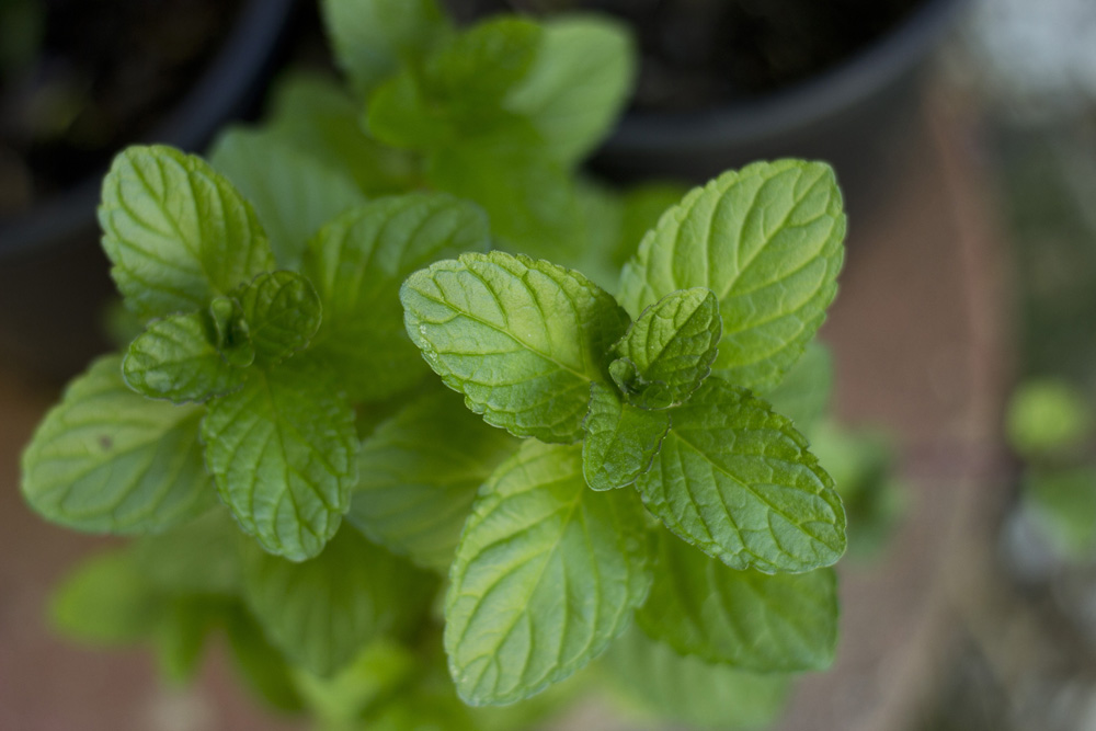 Mint leaves | Brooklyn, New York