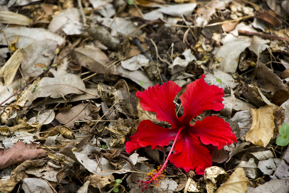 Red hibiscus in dried leaves | Ometepe, Nicaragua