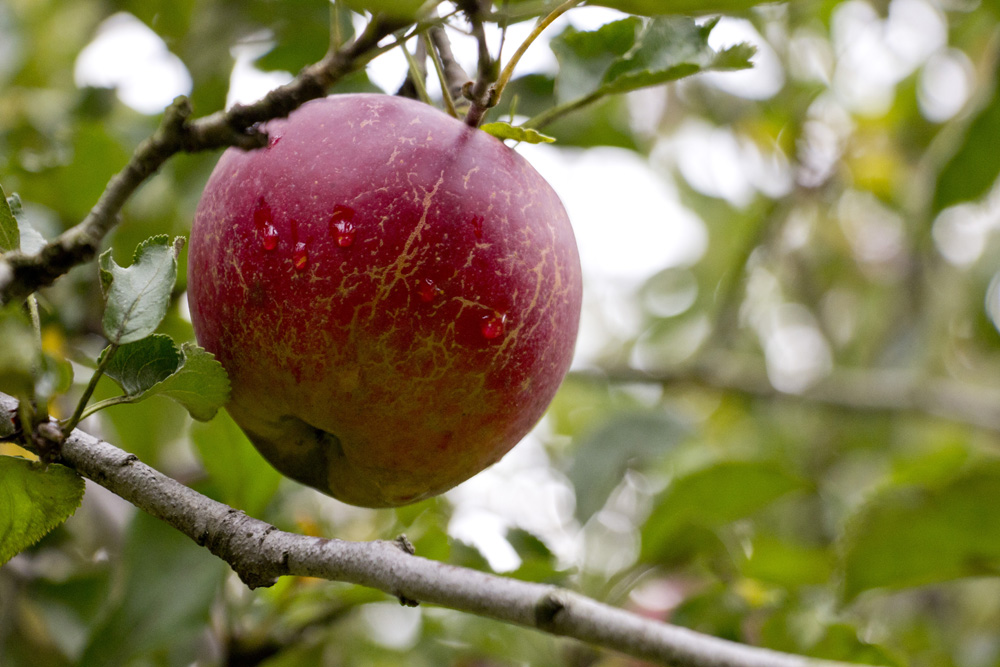 Apple, post rain, at Little Tree Orchard | Ithaca, New York