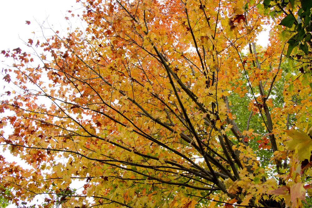 Fall leaves from below at Little Tree Orchard | Ithaca, New York