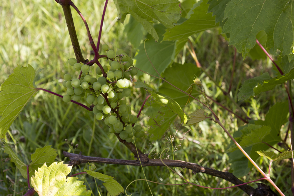 Grape vines at Auberge du Lac Morency | Quebec, Canada