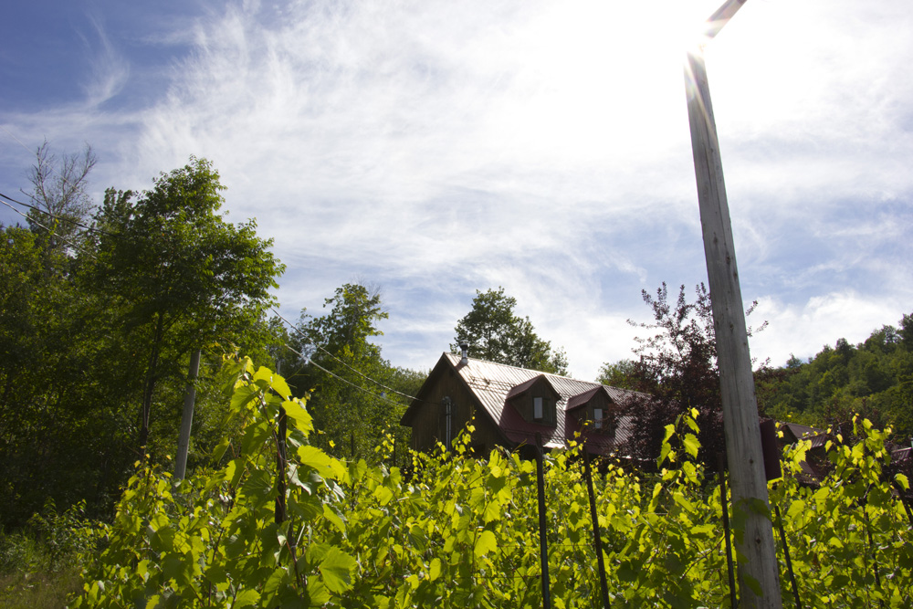 Hotel vineyards at Auberge du Lac Morency | Quebec, Canada