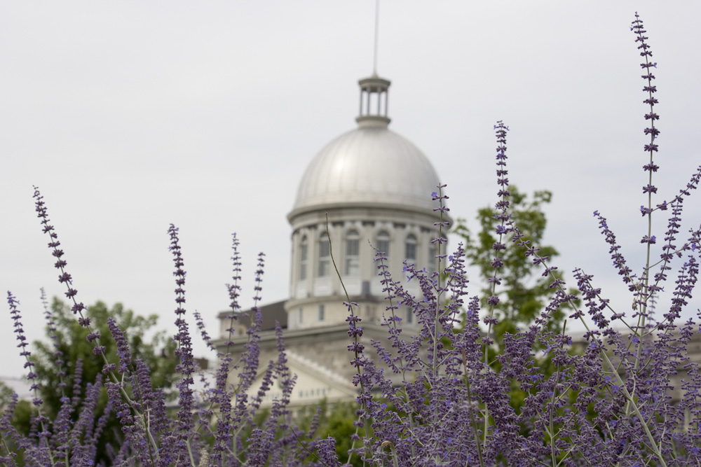 Lavendar and the old market | Montreal, Canada