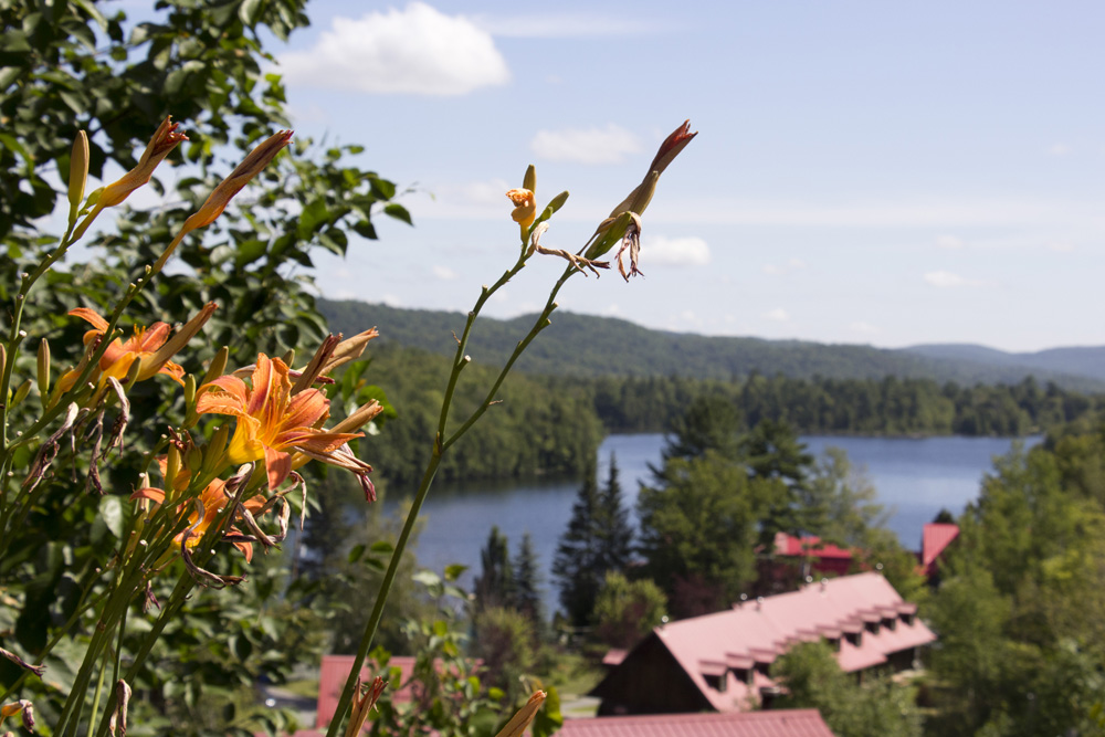 Orange irises at the Auberge du Lac Morency | Quebec, Canada