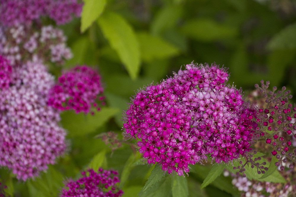 Pink mini flowersat Auberge du Lac Morency | Quebec, Canada