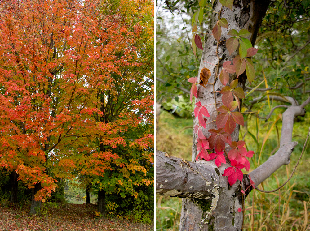 Colorful leaves at Little Tree Orchard | Ithaca, New York