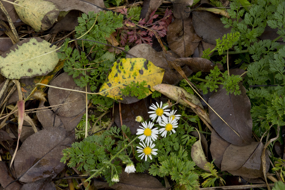 Floor daisies at Little Tree Orchard | Ithaca, New York