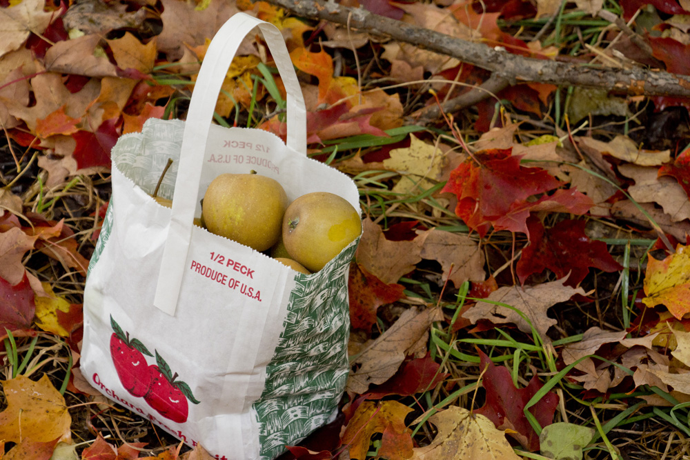 Half peck of apples at Little Tree Orchard | Ithaca, New York