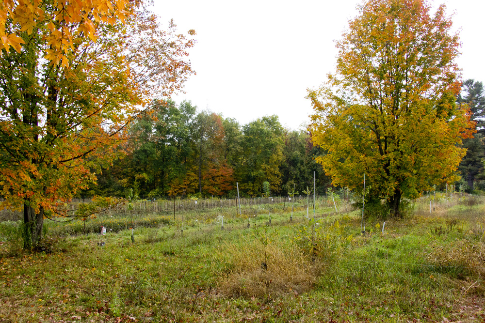 Little Tree Orchard | Ithaca, New York