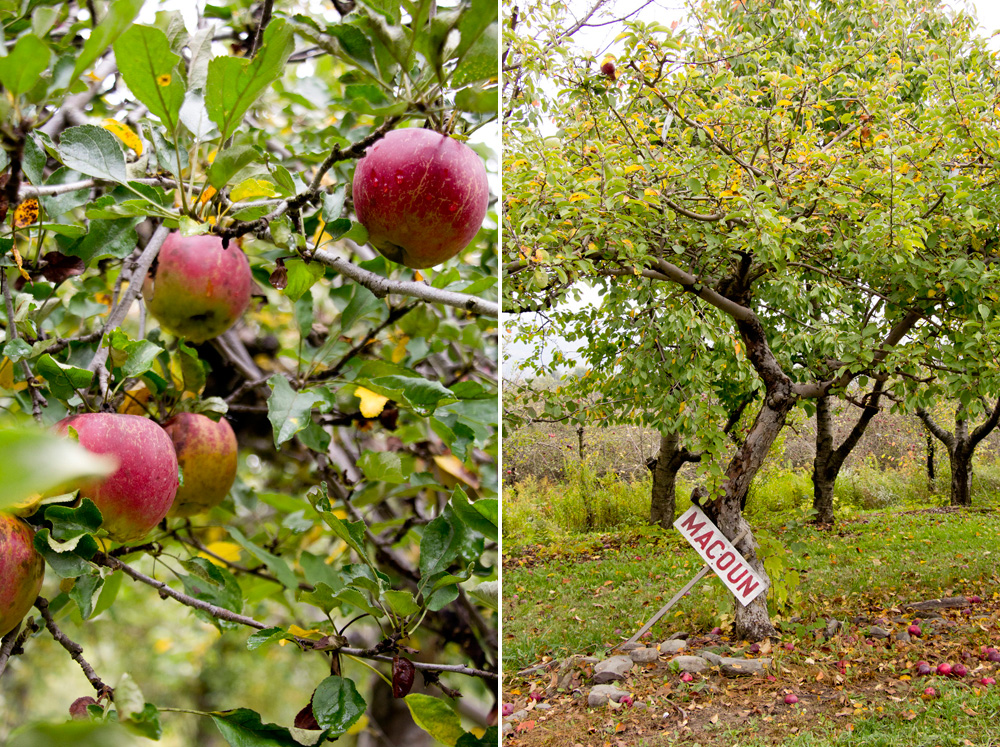 Macoun apples at Little Tree Orchards | Ithaca, New York