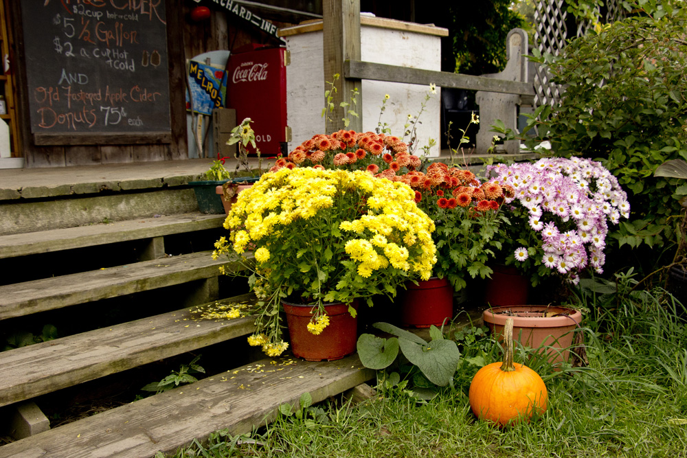 Mums at Little Tree Orchard | Ithaca, New York