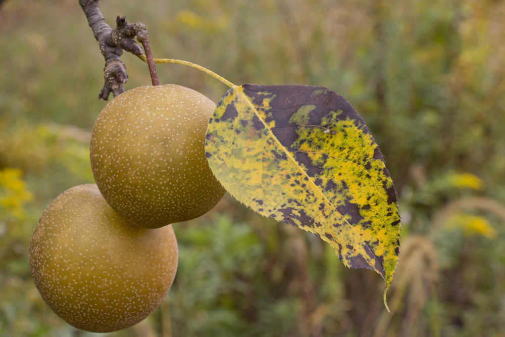 Nashi pears at Little Tree Orchard | Ithaca, New York