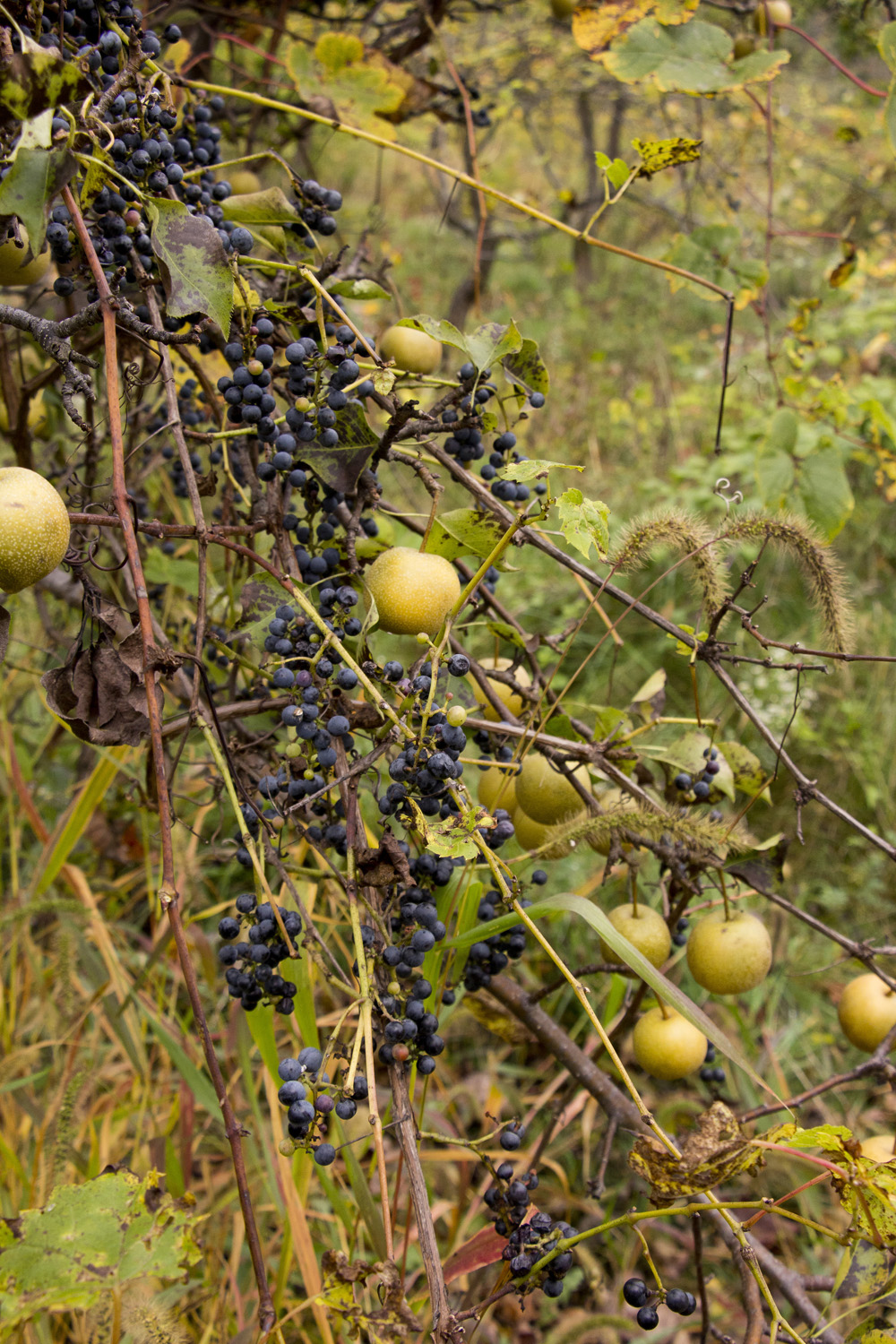 Pears and grapes at Little Tree Orchard | Ithaca, New York