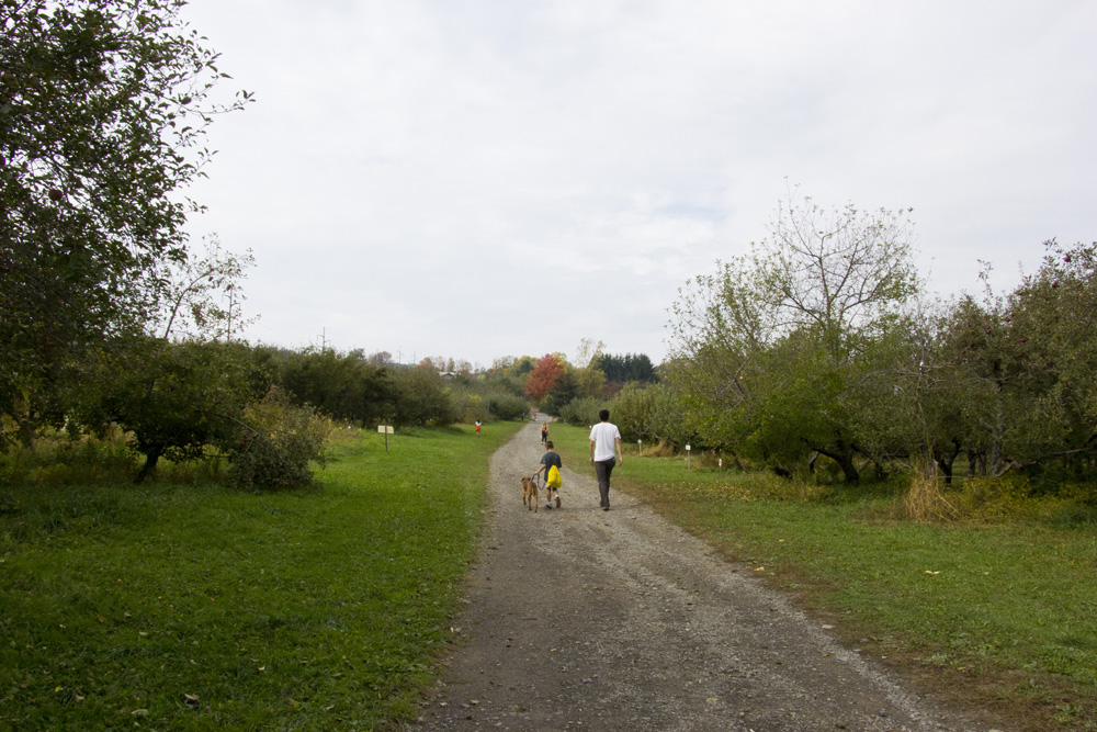 Walking the dog at Little Tree Orchard | Ithaca, New York