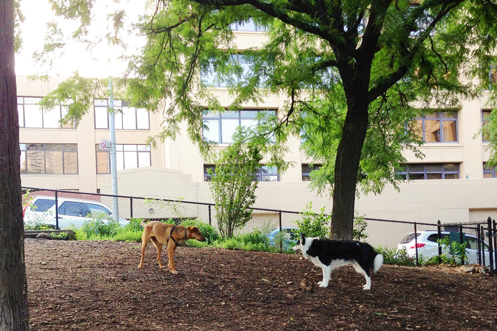 Dog park standoff | Brooklyn Heights, New York