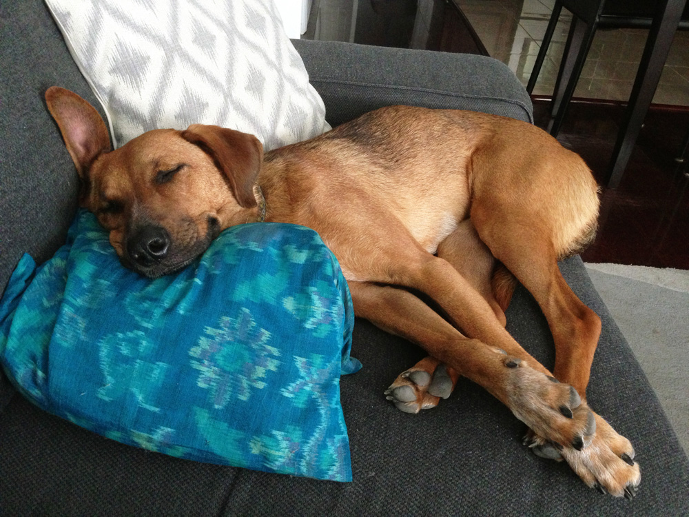 Duchess on the couch