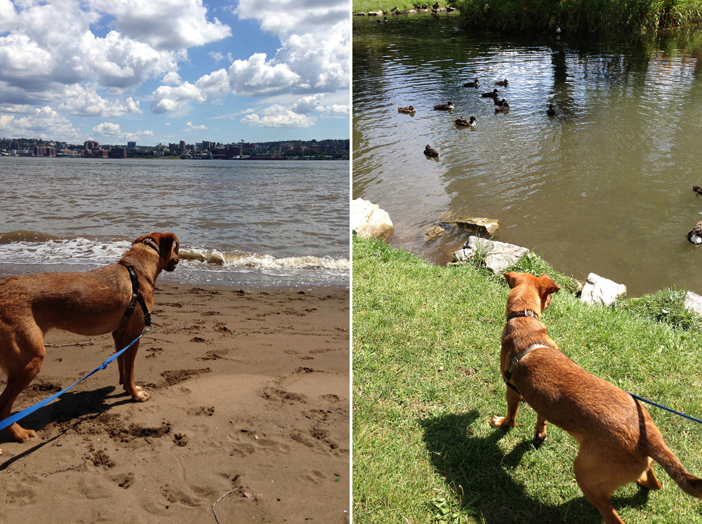Exploring the Hudson River and a duck pond