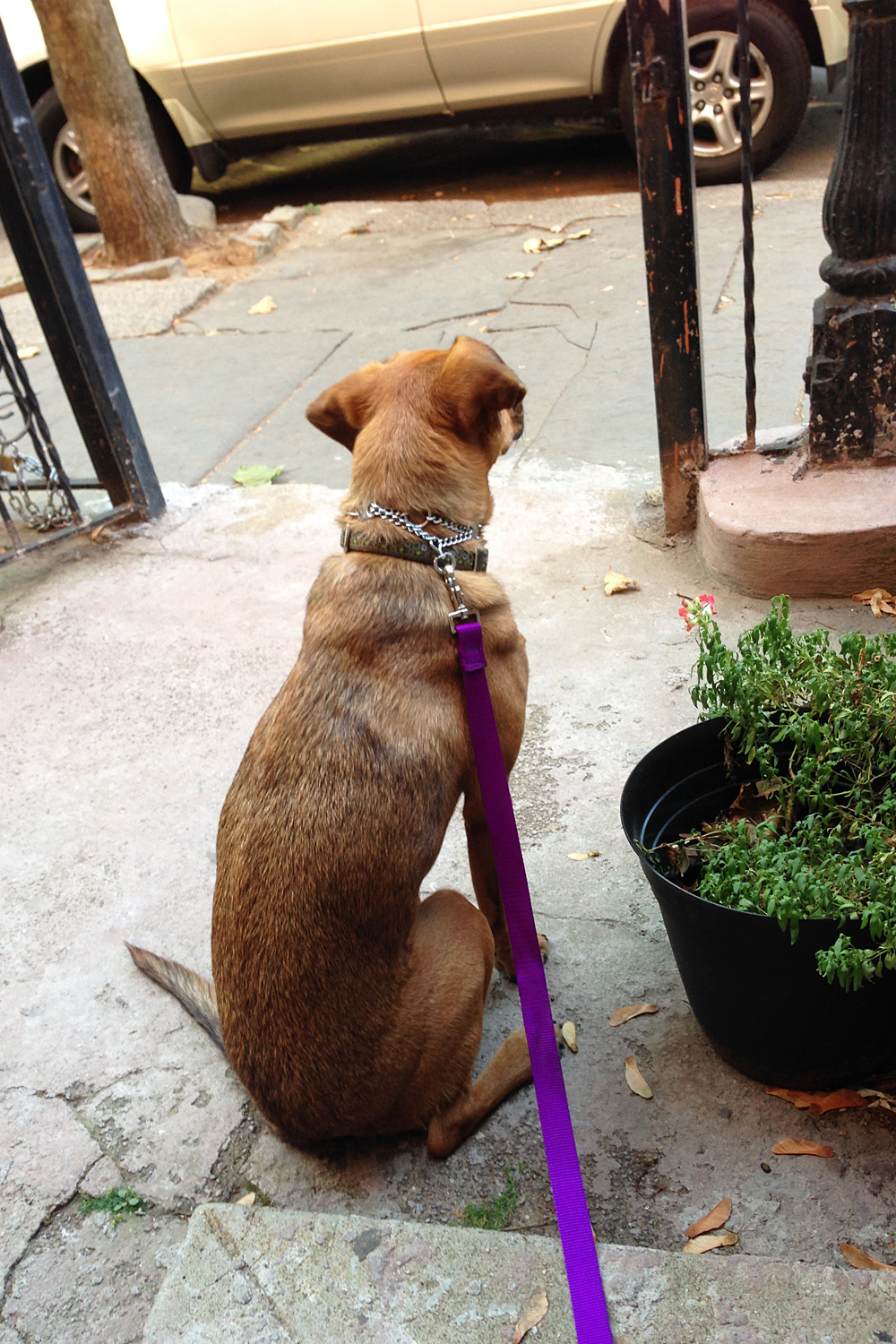 Guarding the house