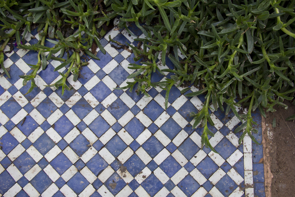 Ice plant creeping over blue tile at the Saadian Tombs | Marrakech, Morocco