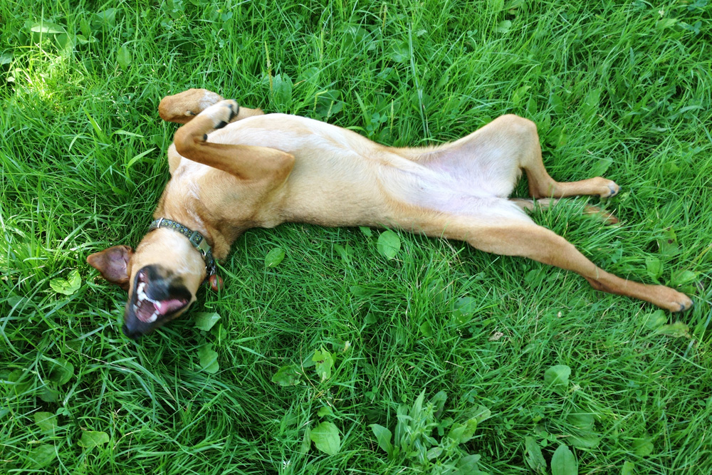 Rolling in the grass | Saratoga Springs, New York