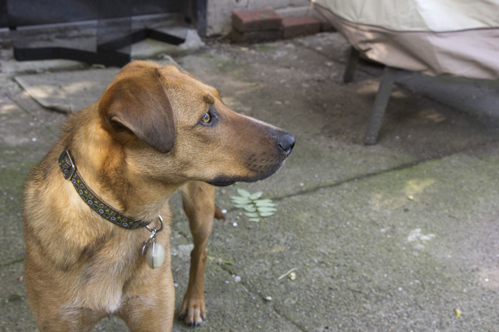 Scanning for squirrels in the yard | Brooklyn