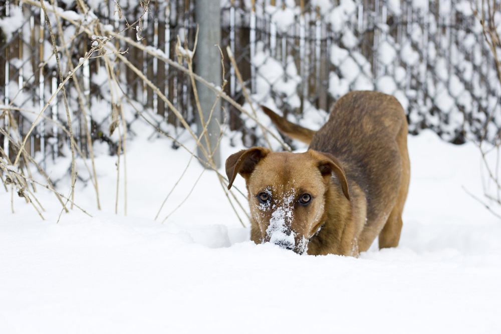 Snow play | Brooklyn, New York