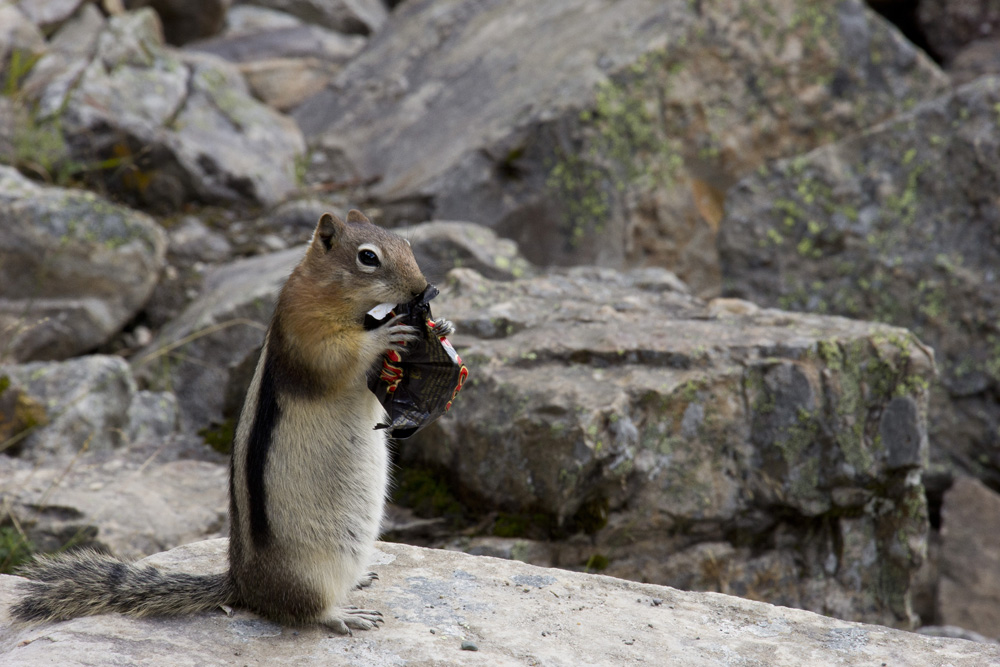Squirrel eating trash at Lake Louise | Banff, Canada