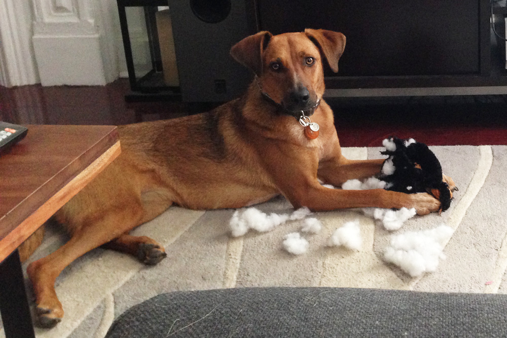 Stuffed animal destruction