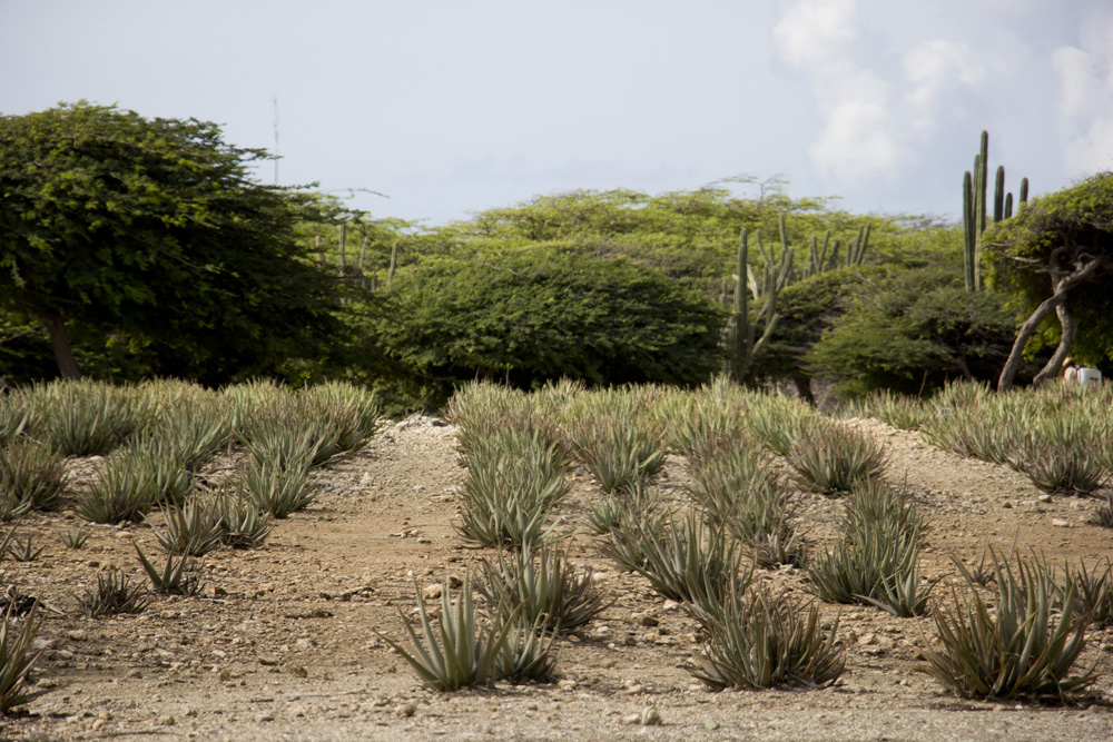 Aloe plantation | Aruba