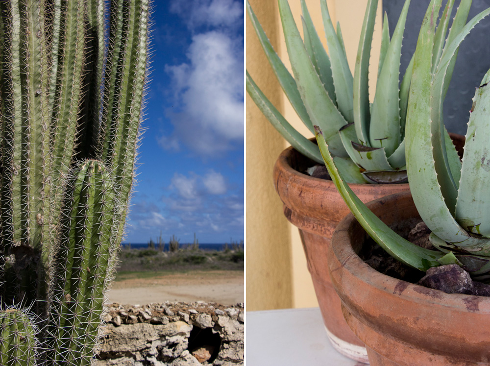 Cactus and Aloe | Aruba