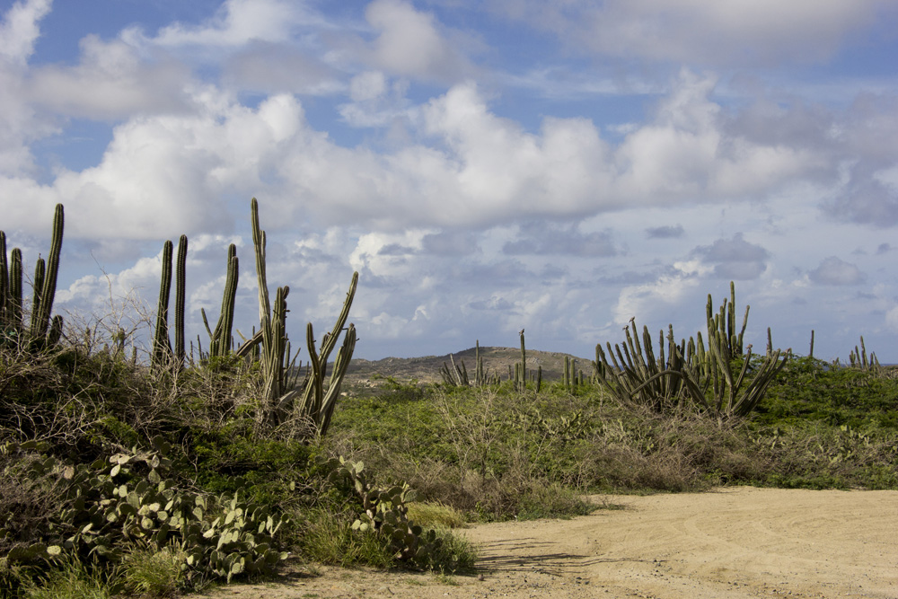 Desert landscape on the windward coast | Aruba