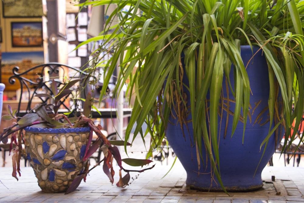 Potted plants and Emsemble Artisanal market | Marrakech, Morocco