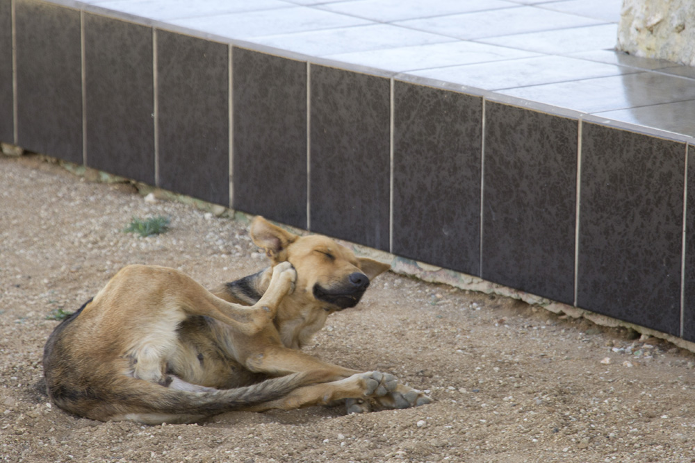 Pup in the shade on the windward coast | Aruba