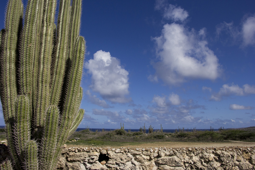 Spiky cactus at the Alto Vista Chapel | Aruba