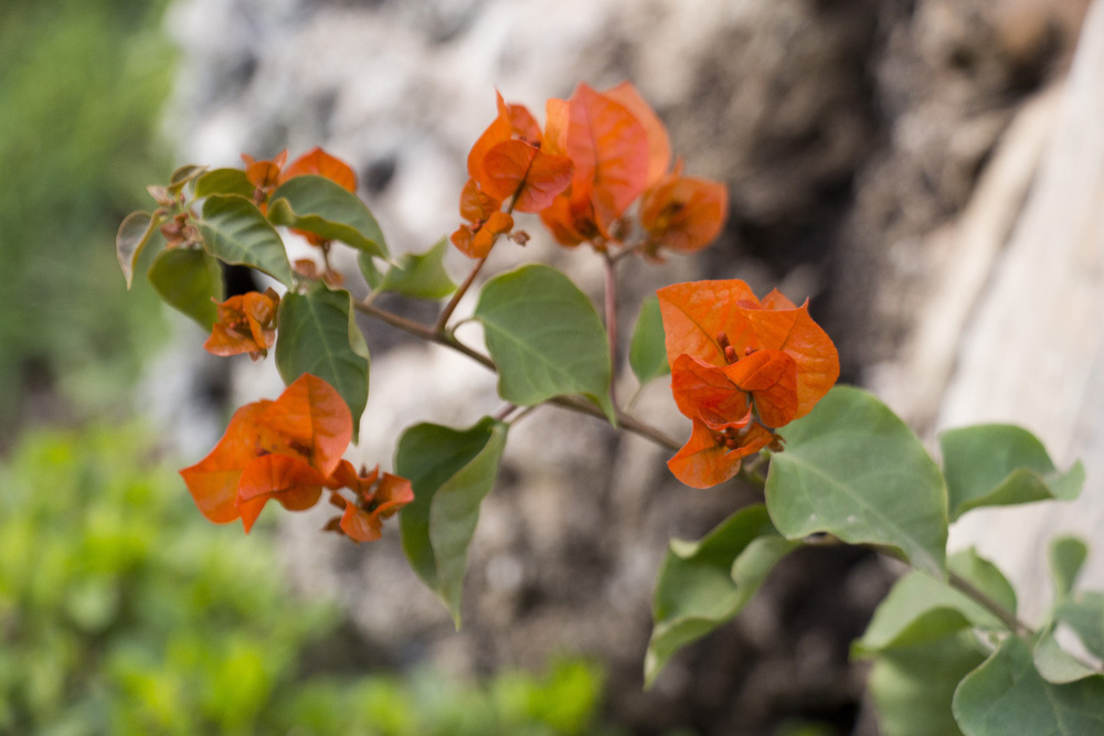 Orange bougainvillea in Cyber Park | Marrakech, Morocco