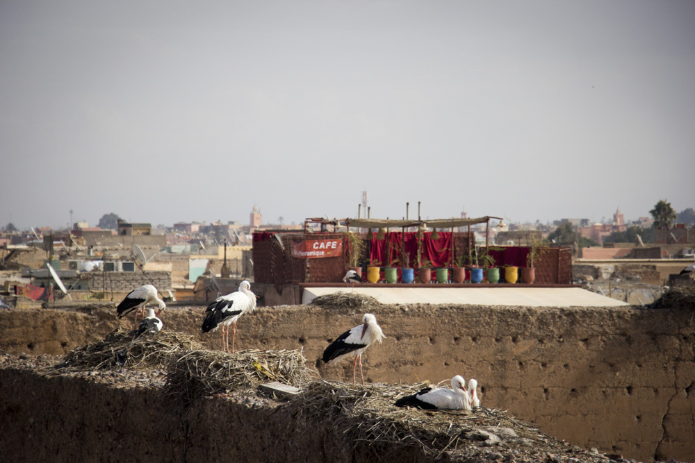 Rooftop birednest at El Badi Palace | Marrakech, Morocco