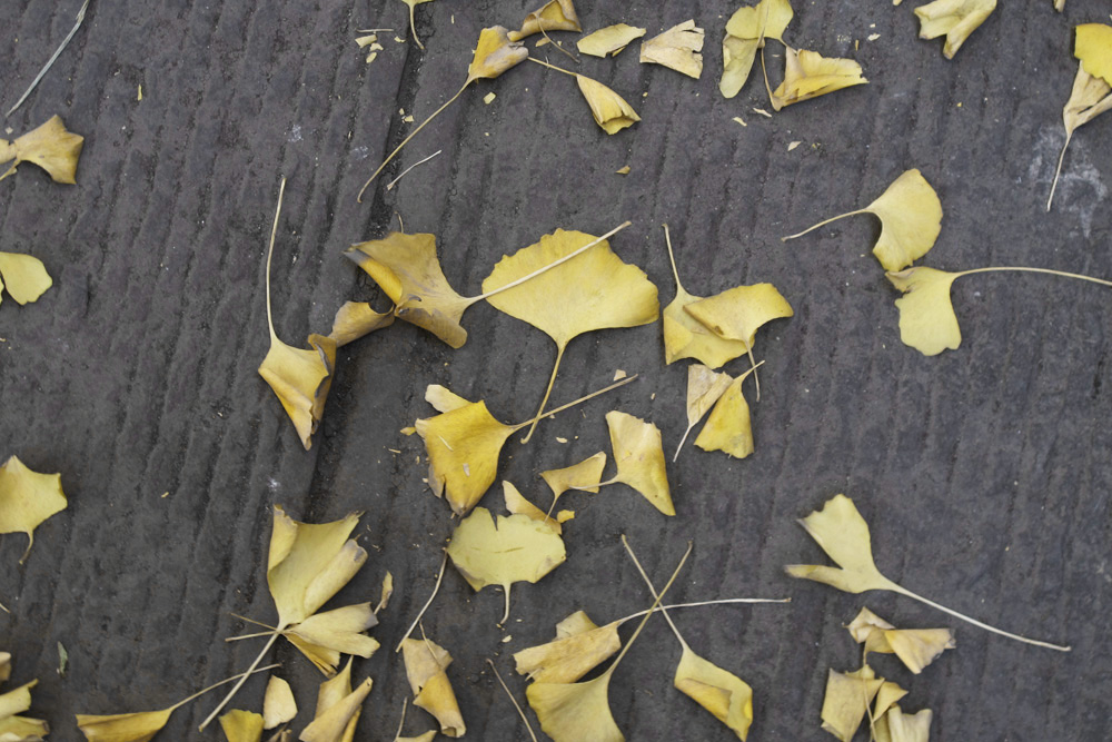 Fallen Ginkgo leaves at Wuhou Temple | Chengdu, China