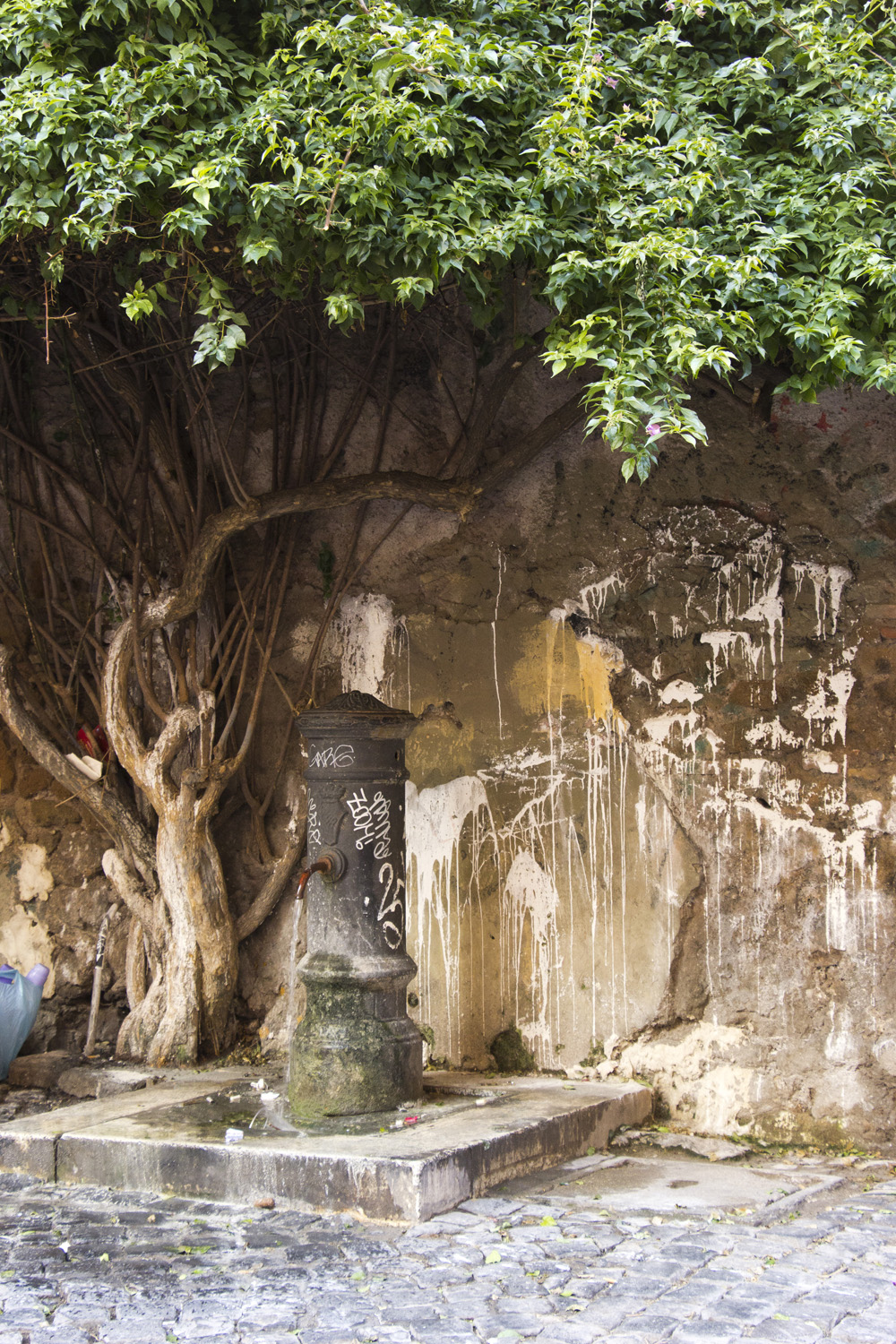 Fountain under a tree in Trastevere | Rome, Italy