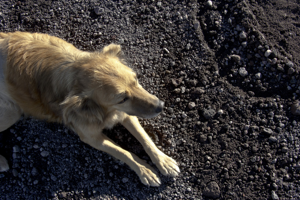 Stellina takes a break on top of Mount Vesuvius | Italy