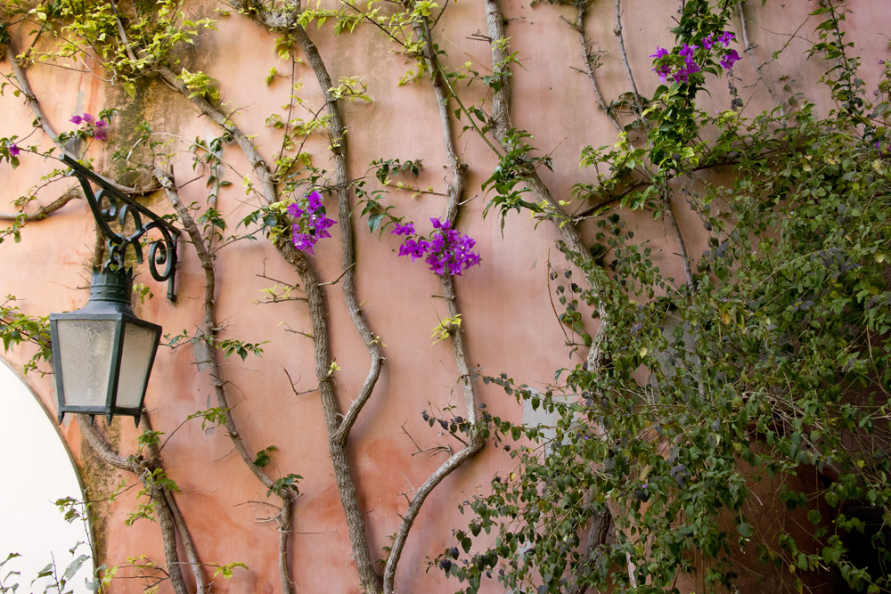 Bougainvillea and vines | Positano, Italy