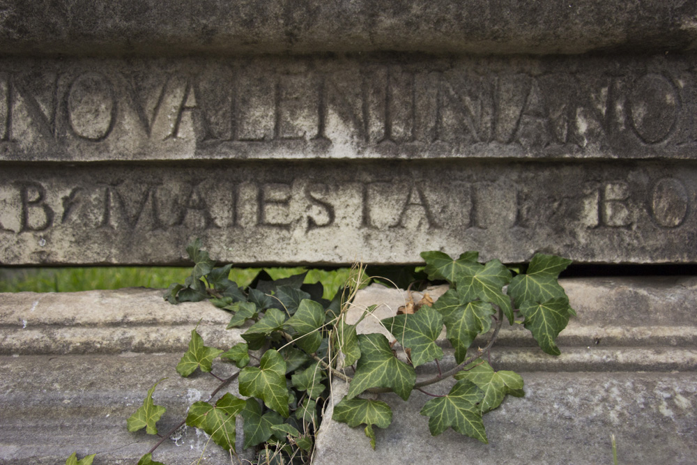 Ivy over ruins of the Forum | Rome, Italy