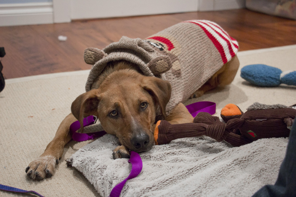 Bodie in a monkey sweater