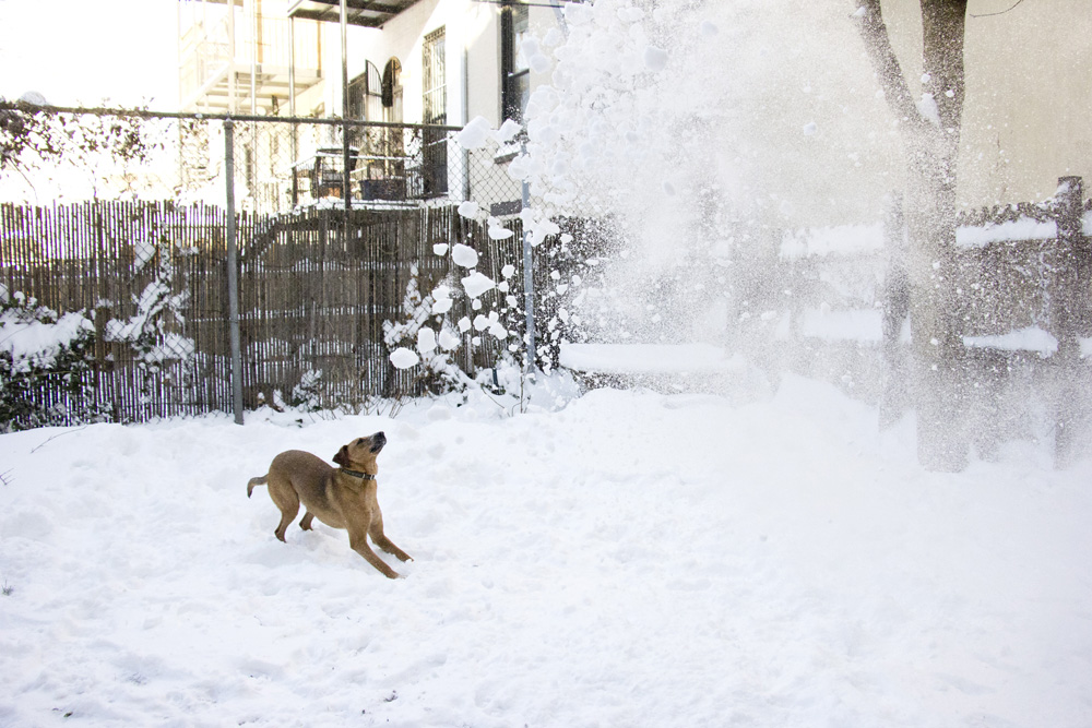 Bodie in the snowfall