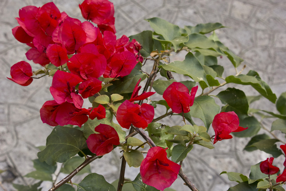 Crimson bougainvillea | Positano, Italy