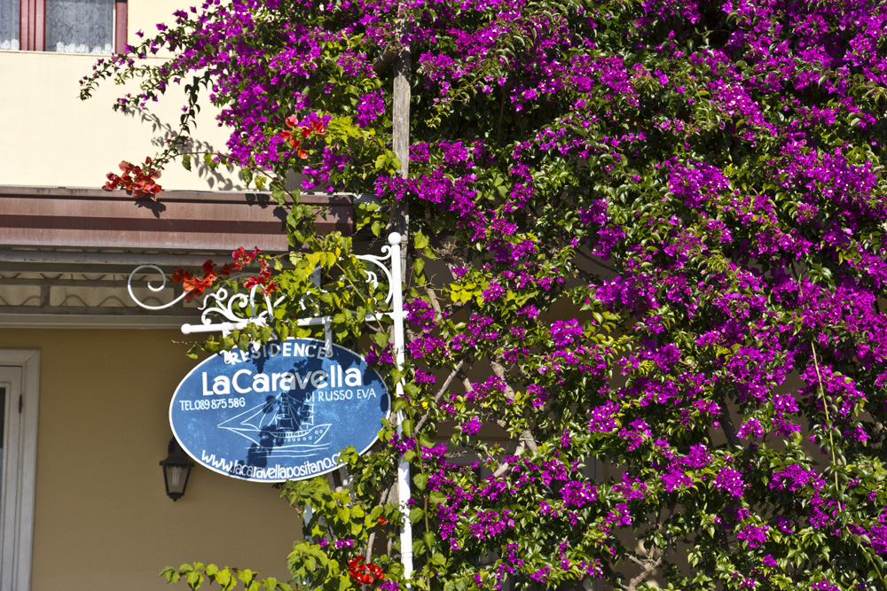 Neon magenta bougainvillea | Positano, Italy