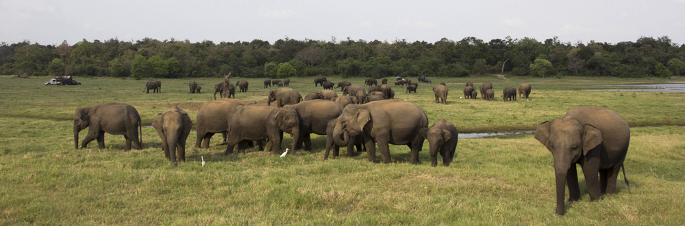 Panorama of elephants snacking at the Minneriya tank | Sri Lanka