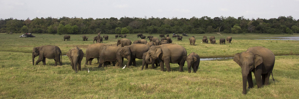 Some happy baby elephants at Yala National Park, Sri Lanka. Young